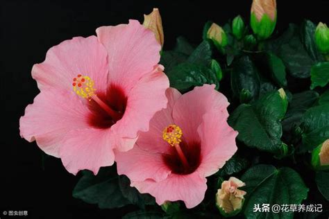 芙蓉花怎麼照顧|【從芙蓉談植物照護】 – 小耕園